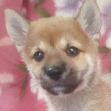 柴犬(豆柴)【岩手県・男の子・2025年7月18日・赤】の写真「9/6 1kg性格温厚な甘えん坊! 兄弟最小」