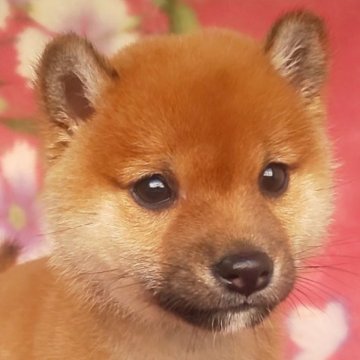 柴犬(豆柴)【岩手県・男の子・2025年9月10日・赤】の写真「古風な魅力、武士のような子、お探しの方必見!」