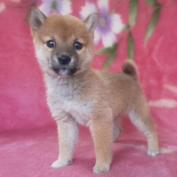 柴犬(豆柴)【岩手県・女の子・2025年9月6日・赤】の写真「古風凛とした三姉妹。優しさNo1!」