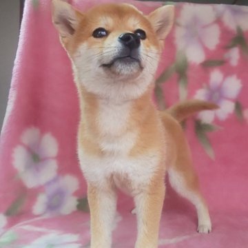 柴犬(豆柴)【岩手県・男の子・2025年3月3日・赤】の写真「優しく綺麗な豆柴、4.5kg種牡クラス上質な子です」