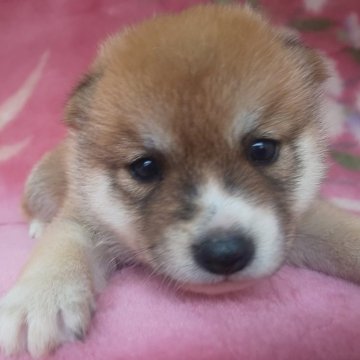 豆柴【岩手県・男の子・2025年8月28日・赤】の写真「当犬舎最高レベルの子に成長します。現在700g」