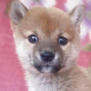 柴犬(豆柴)【岩手県・女の子・2025年9月6日・赤】の写真「古風凛とした三姉妹。優しさNo1!」