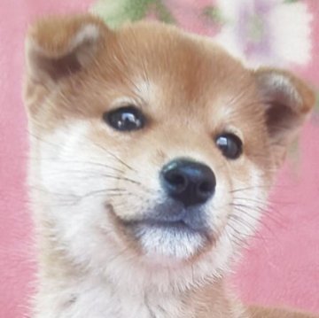 柴犬(豆柴)【岩手県・男の子・2025年3月3日・赤】の写真「優しさあふれる綺麗な豆柴、個性あふれる上質な子です」