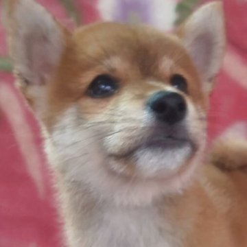 柴犬(豆柴)【岩手県・男の子・2025年7月18日・赤】の写真「9/6 1.1kg性格温厚な甘えん坊!容姿端麗!」