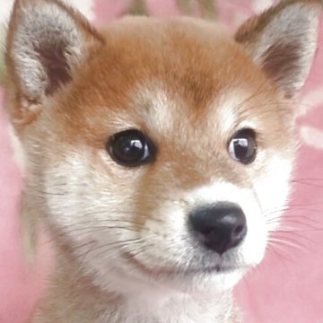 柴犬(標準サイズ)【岩手県・男の子・2024年11月21日・赤】の写真「超イケメンなのに性格も容姿も超イイね！」