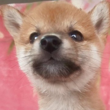 柴犬(豆柴)【岩手県・女の子・2025年9月6日・赤】の写真「古風凛とした三姉妹。美しさNo1!」