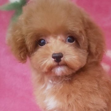 トイプードル(ティーカップ)【岩手県・男の子・2025年7月15日・レッド】の写真「お顔も上品で明るい子 10/17現在740g」