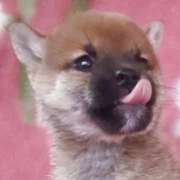 柴犬(豆柴)【岩手県・女の子・2025年9月6日・赤】の写真「古風凛とした三姉妹。小しさNo1!」