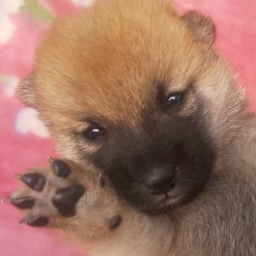 豆柴【岩手県・女の子・2025年9月6日・赤】の写真「黒マスクなくなり綺麗な色の子、!成長をお楽しみに!」