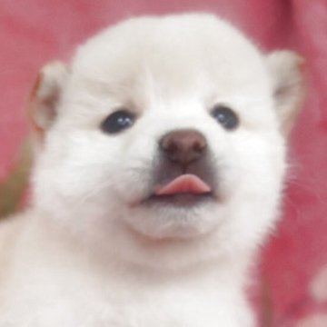 柴犬(豆柴)【岩手県・女の子・2025年9月6日・白】の写真「白熊の女の子、お探しの方必見!成長をお楽しみに!」