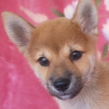 柴犬(豆柴)【岩手県・男の子・2025年7月18日・赤】の写真「9/29 1.2kg性格温厚な甘えん坊! 兄弟最小」
