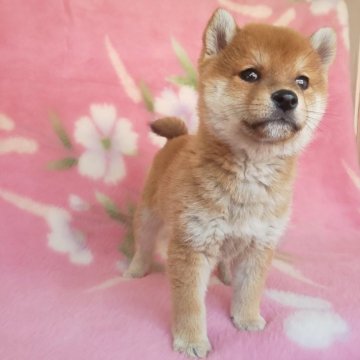 豆柴【岩手県・男の子・2025年3月3日・赤】の写真「優しさあふれる綺麗な豆柴、種牡クラスの上質な子です」