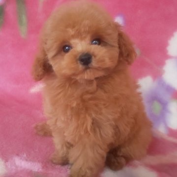 トイプードル(ティーカップ)【岩手県・女の子・2025年7月22日・レッド】の写真「お顔も上品で明るい子 10/28現在520g」