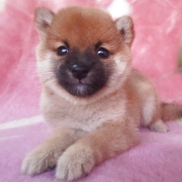 柴犬(豆柴)【岩手県・女の子・2025年9月6日・赤】の写真「小耳小町！古風凛とした子。黒マスクとれてきたっ!」