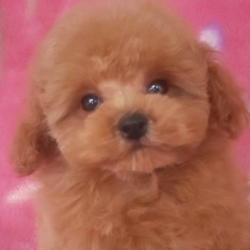 ティーカッププードル【岩手県・女の子・2025年7月22日・レッド】の写真「お顔も上品で明るい子 10/28現在520g」