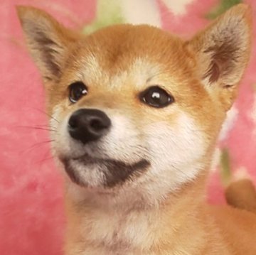 柴犬(豆柴)【岩手県・女の子・2024年9月7日・赤】の写真「可愛くなりました！お散歩お上手飼いやすい穏やか。」