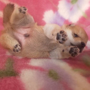 柴犬(豆柴)【岩手県・男の子・2025年8月28日・赤】の写真「当犬舎最高レベルの子に成長します。現在700g」