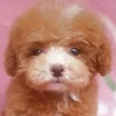 ティーカッププードル