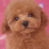 ティーカッププードル