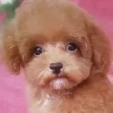 ティーカッププードル