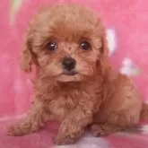 ティーカッププードル