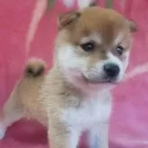 豆柴