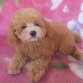 タイニープードル