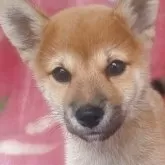 豆柴