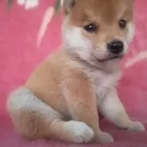 豆柴