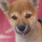 豆柴