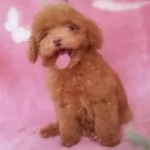タイニープードル