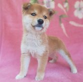 柴犬(豆柴)