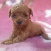 ティーカッププードル