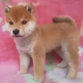豆柴