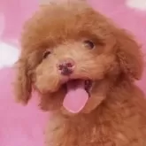 タイニープードル