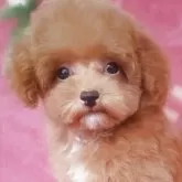 ティーカッププードル