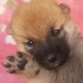 豆柴