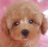 タイニープードル