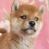豆柴