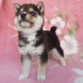 柴犬(豆柴)