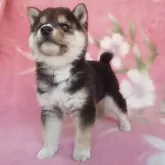 豆柴