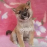豆柴