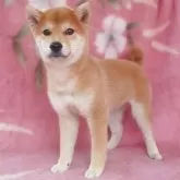 豆柴【岩手県・男の子・2025年3月3日・赤】の写真6