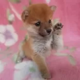 豆柴【岩手県・女の子・2024年9月18日・赤】の写真3「招き犬、豆柴小豆ちゃん」