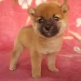 豆柴【岩手県・男の子・2025年9月10日・赤】の写真4