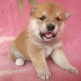 豆柴【岩手県・男の子・2025年3月3日・赤】の写真14