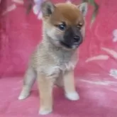 豆柴【岩手県・女の子・2025年9月6日・赤】の写真4