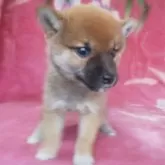 豆柴【岩手県・女の子・2025年9月6日・赤】の写真5