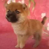 豆柴【岩手県・男の子・2025年9月10日・赤】の写真6