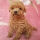 ティーカッププードル【岩手県・女の子・2025年7月7日・レッド】の写真12